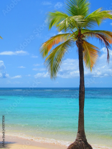 Un cocotier sur la plage devant la mer turquoise © Patrick