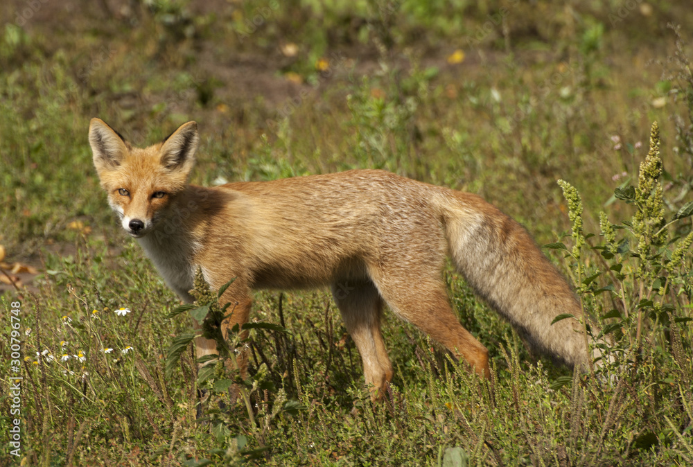 red fox vulpes vulpes