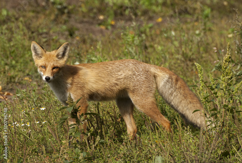 red fox vulpes vulpes © дмитрий шогин