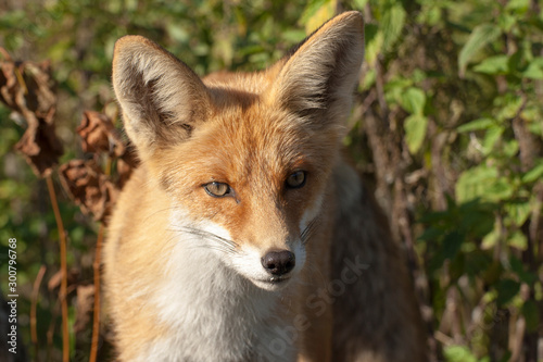 red fox © дмитрий шогин
