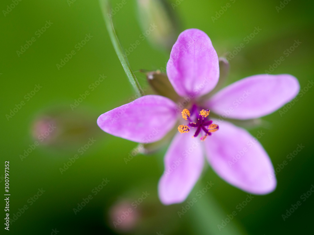 Close up of a purple flower