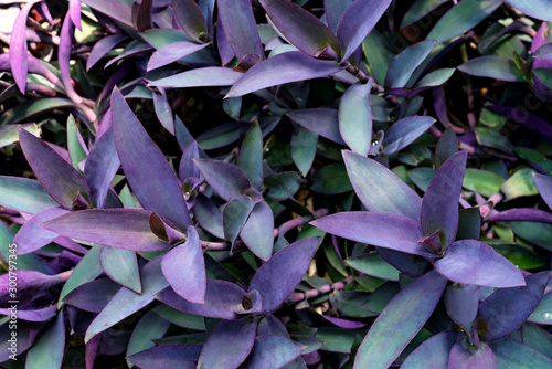violet leaves pattern,leaf  tradescantia pallida or purple queen plant or purple heart in the garden photo