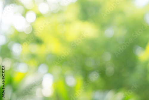 natural green bokeh abstract background,blurred textured