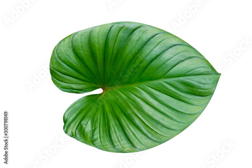 Green leaves pattern,leaf homalomena rubescens tree isolated on white background,include clipping path photo