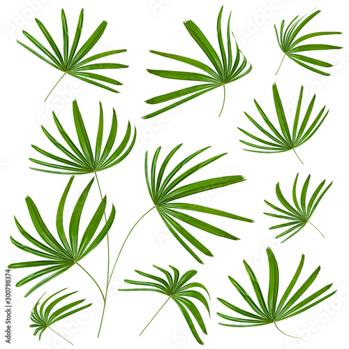 Green leaves pattern leaf palm tree isolated on white background