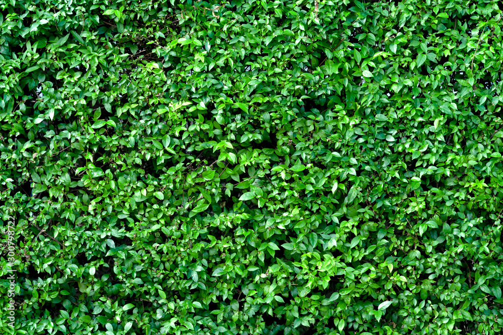 Green leaves pattern for nature concept,leaf on wall textured background Green leaves pattern for nature concept,leaf on wall textured background