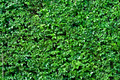 Green leaves pattern for nature concept,leaf on wall textured background