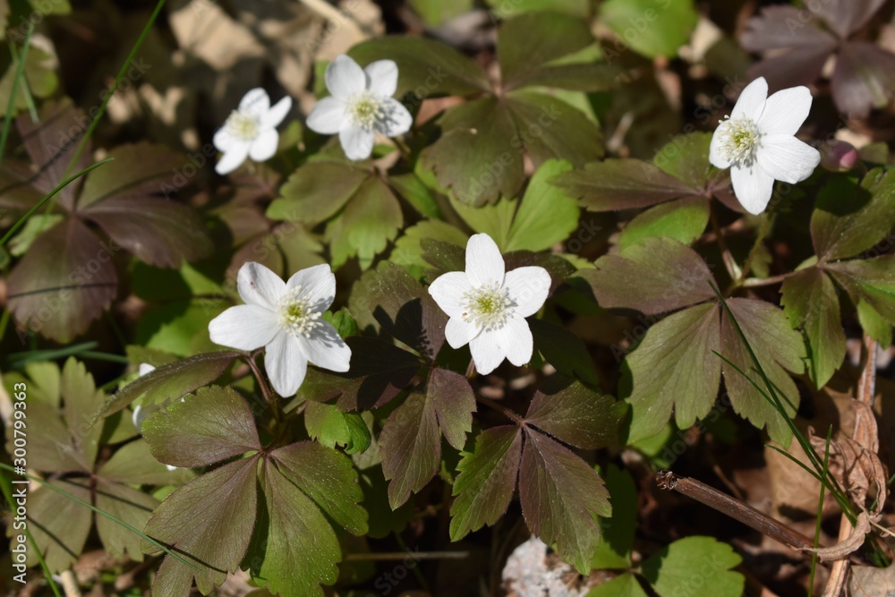 Background of white flowers and green leaves in the wild Background of white flowers and green leaves in the wild