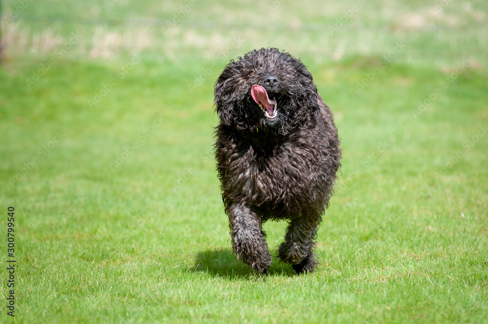 How Fast Can A Labradoodle Run