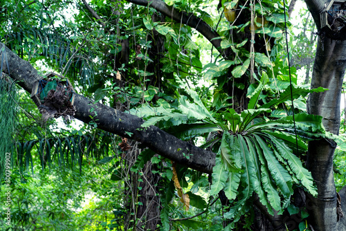 Fototapeta Naklejka Na Ścianę i Meble -  Green leaves pattern,leaf of Bird's-nest fern on tree