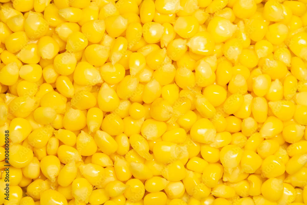 The yellow corn seed background. The yellow corn seed background.