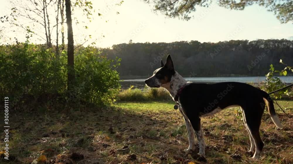 Small dog stands majestically in grass as sun sets in the background. Slow motion gimbal shot.