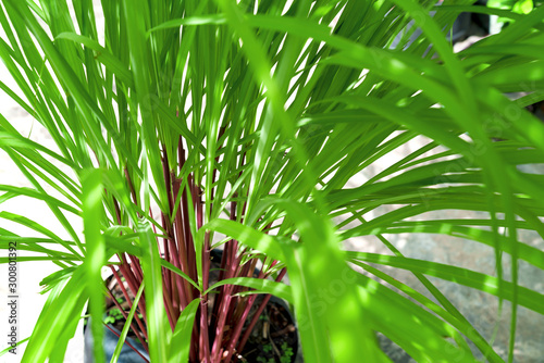 Green leaves pattern of Cymbopogon nardus In the garden