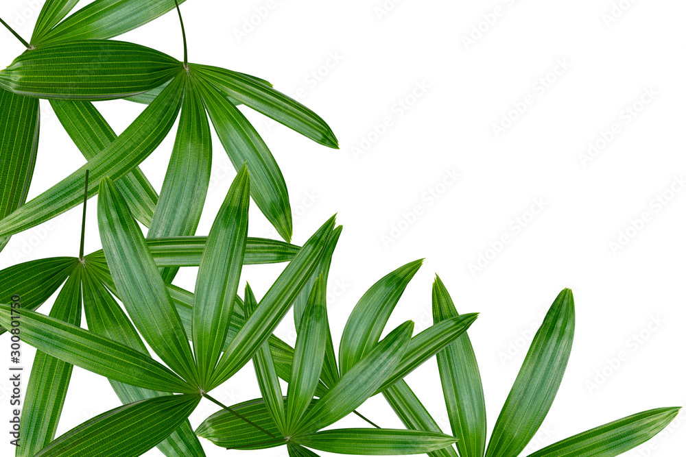 Obraz premium Green leaves pattern,leaf palm tree isolated on white background