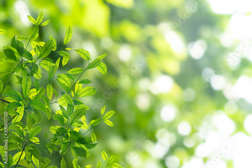 Green leaves pattern for summer or spring season concept,leaf with bokeh textured background