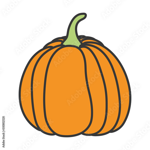 pumpkin vegetable fresh autumn on white background