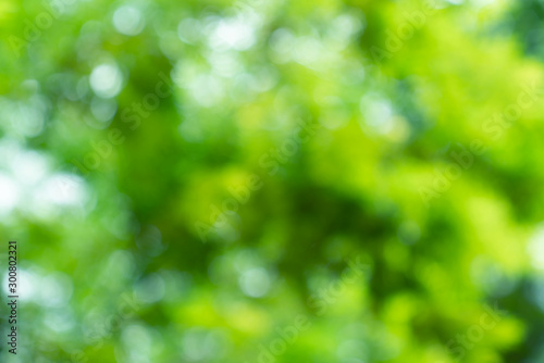 natural green bokeh abstract background blurred textured