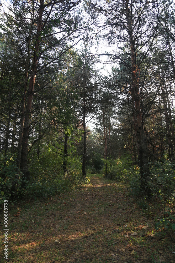 Fototapeta premium path in forest