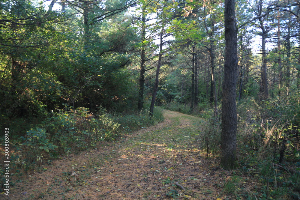 Fototapeta premium path in the forest
