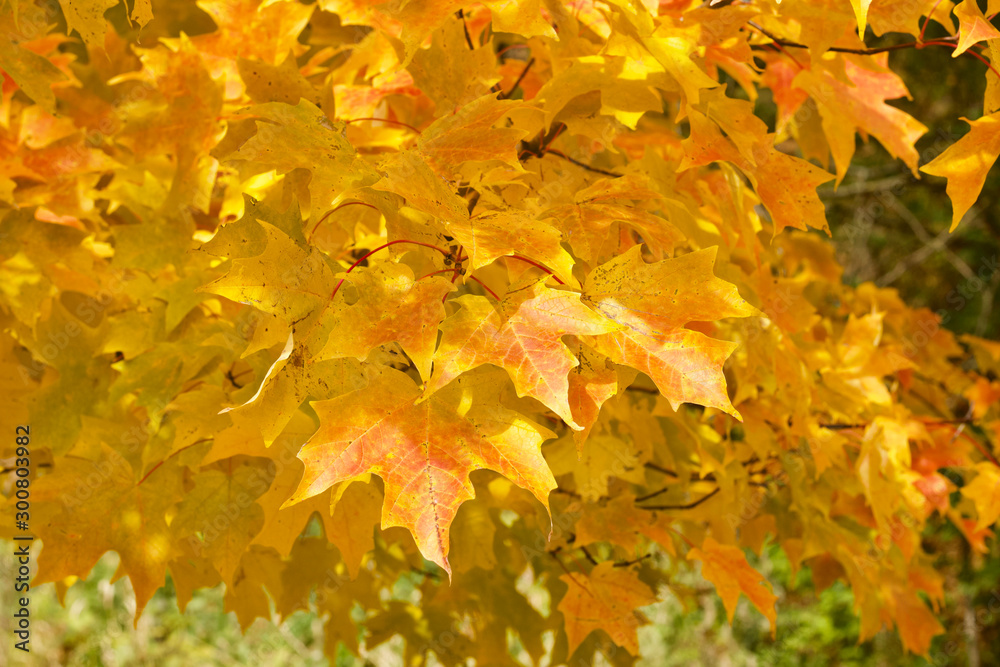 Close up view of bright golden yellow leaves on a Maple tree on a sunny autumn day