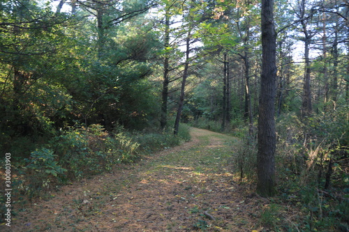 path in the forest