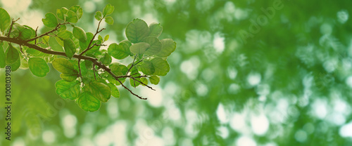 Green leaves pattern for summer or spring season concept,leaf of pomelo with bokeh textured background