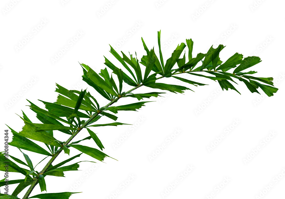 Obraz premium Green leaves pattern,tropical palm leaf isolated on white background
