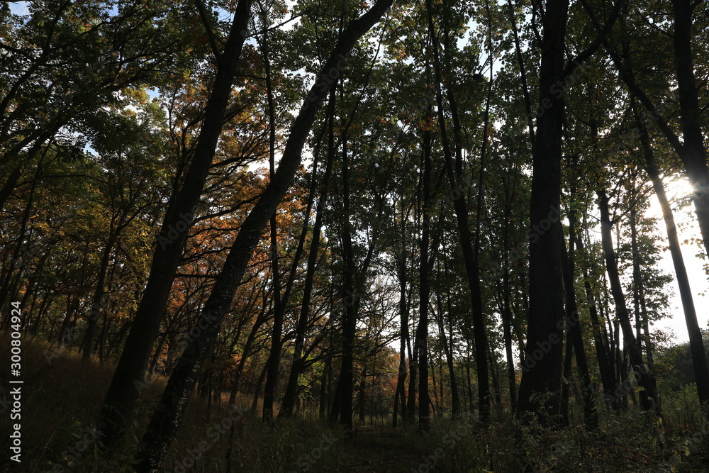 Naklejka premium Hike in Forest Nature