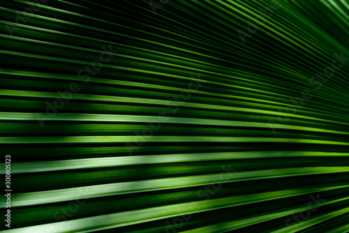 Green leaves texture,tropical leaf for nature background,leaf palm foliage tree © sirawut
