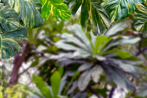  Green leaves pattern for nature concept leaf of Epipremnum aureum with blur forest background