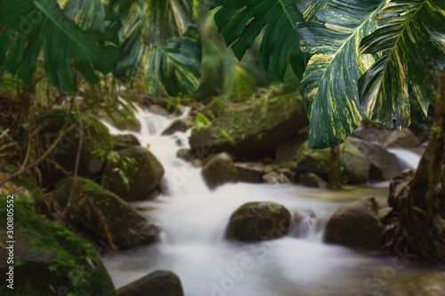 Green leaves pattern for nature concept leaf of Epipremnum aureum with blur flowing water of mountain stream background