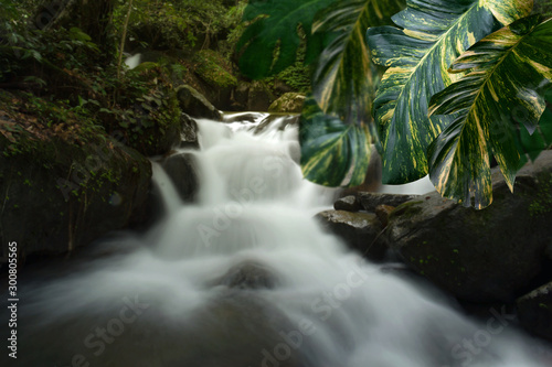Green leaves pattern for nature concept leaf of Epipremnum aureum with blur flowing water of mountain stream background