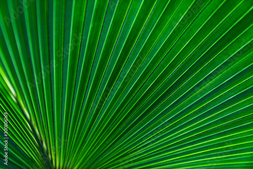 Green leaves texture tropical leaf for nature background leaf palm foliage tree