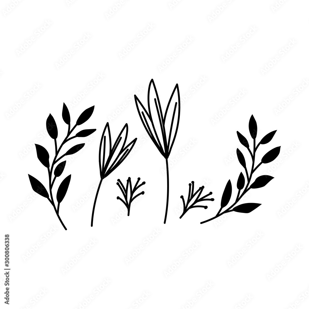Fototapeta branches with leaves on white background