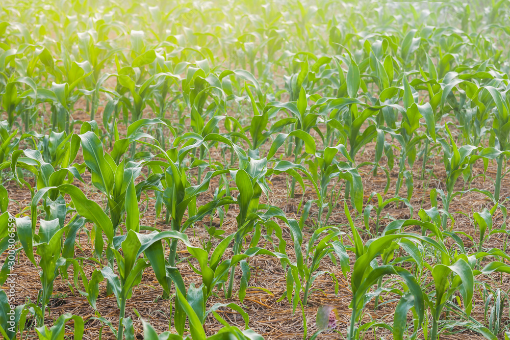 Corn field in the countryside Corn field in the countryside