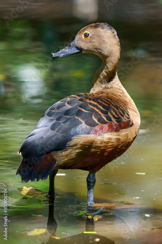 Close up Fulvous whistling duck or Fulvous tree duck standing in the pond , Thailand photo