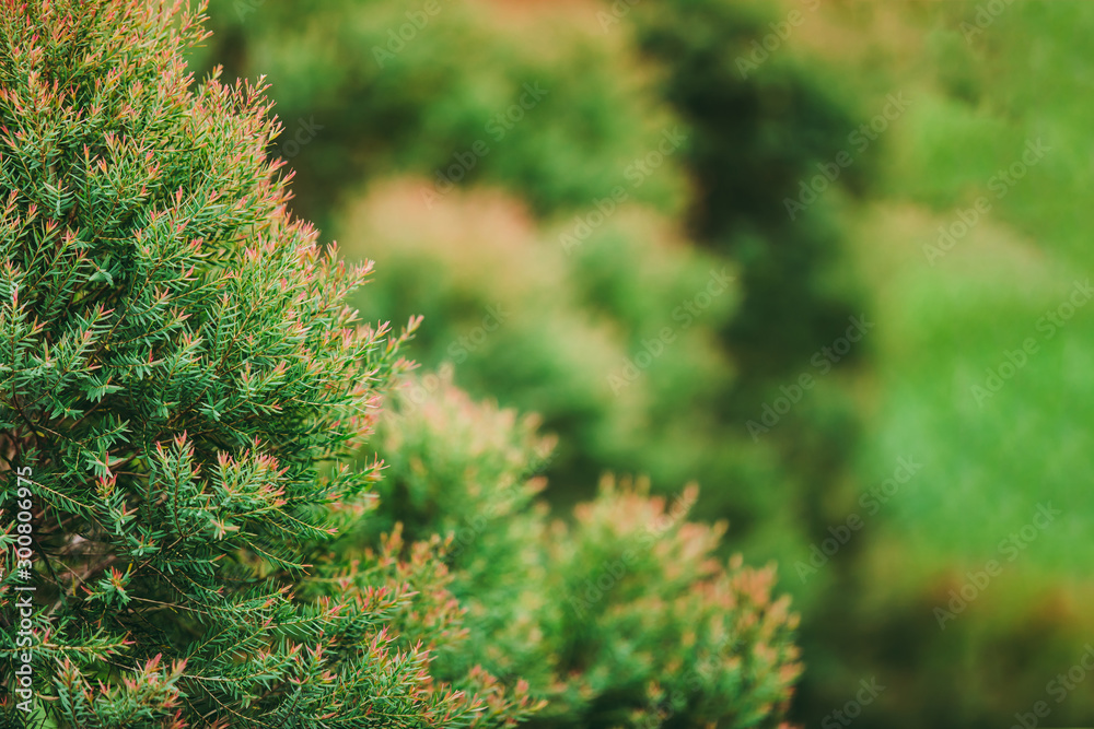 Green leaf of pine tree background. Green leaf of pine tree background.