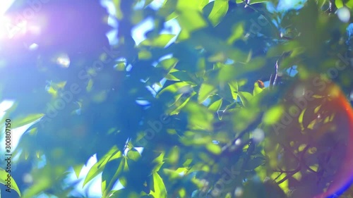 Sunny abstract green nature background