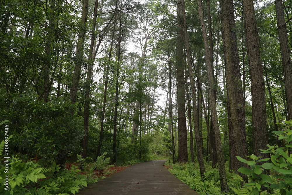 Fototapeta premium Forest Nature