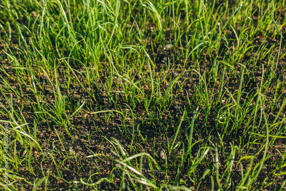 Fresh green spring grass with dew drops closeup with sun on natural defocused light nature bokeh background Fresh green spring grass with dew drops closeup with sun on natural defocused light nature bokeh background