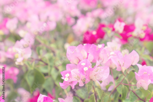 beautiful Bougainvillea flower for wallpaper texture and background,soft focus © sirawut