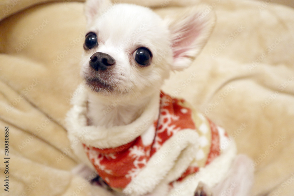 冬服の白いチワワ Stock Photo Adobe Stock 冬服の白いチワワ Stock Photo Adobe Stock