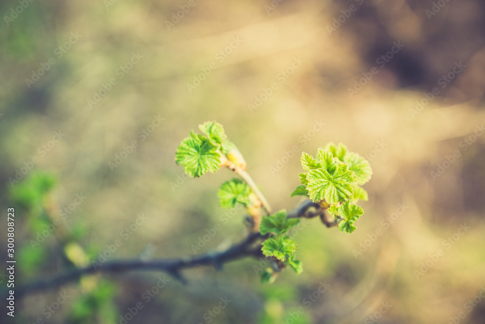 Currant branch with new green leaves. Selective focus. Shallow depth of field. Currant branch with new green leaves. Selective focus. Shallow depth of field.