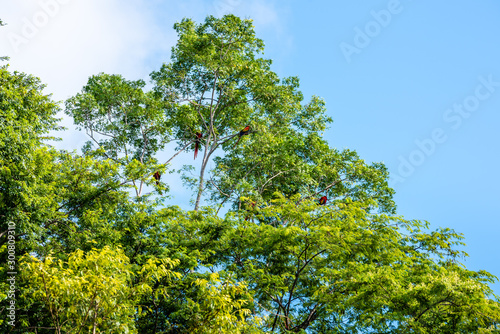 Flock of macaw parrots are sitting on a tree in a rainforest.