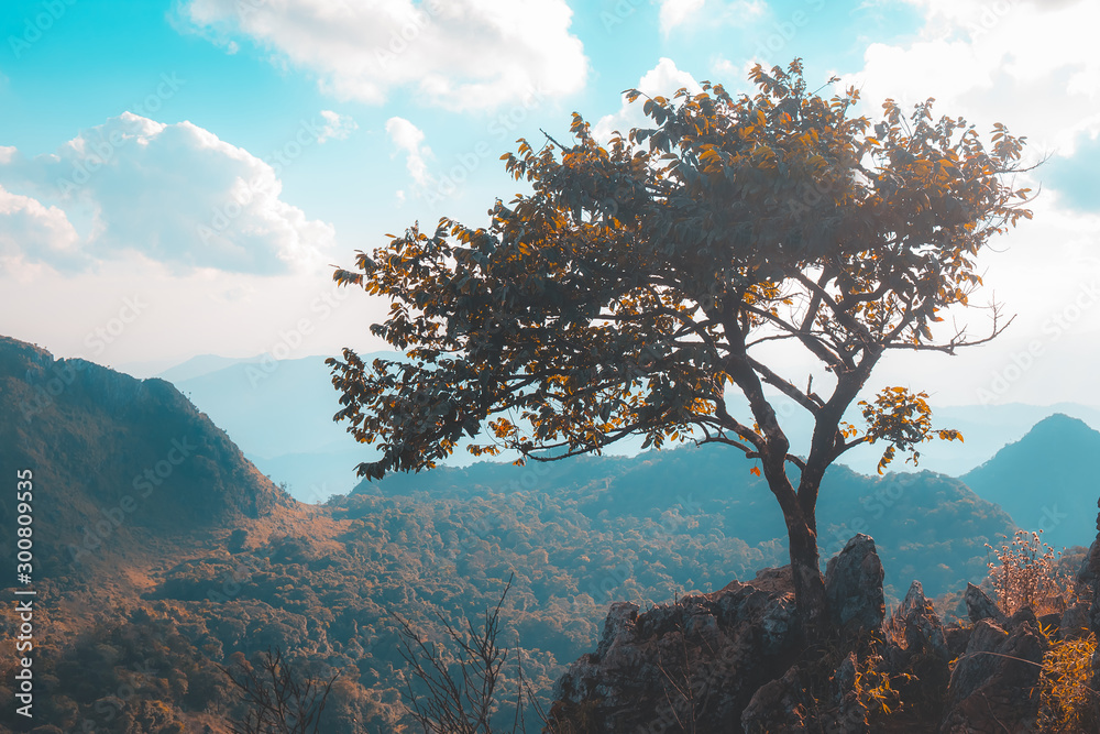 Alone tree on the mountain hill cliff in the forest at the sunset or evening time. - obrazy, fototapety, plakaty 