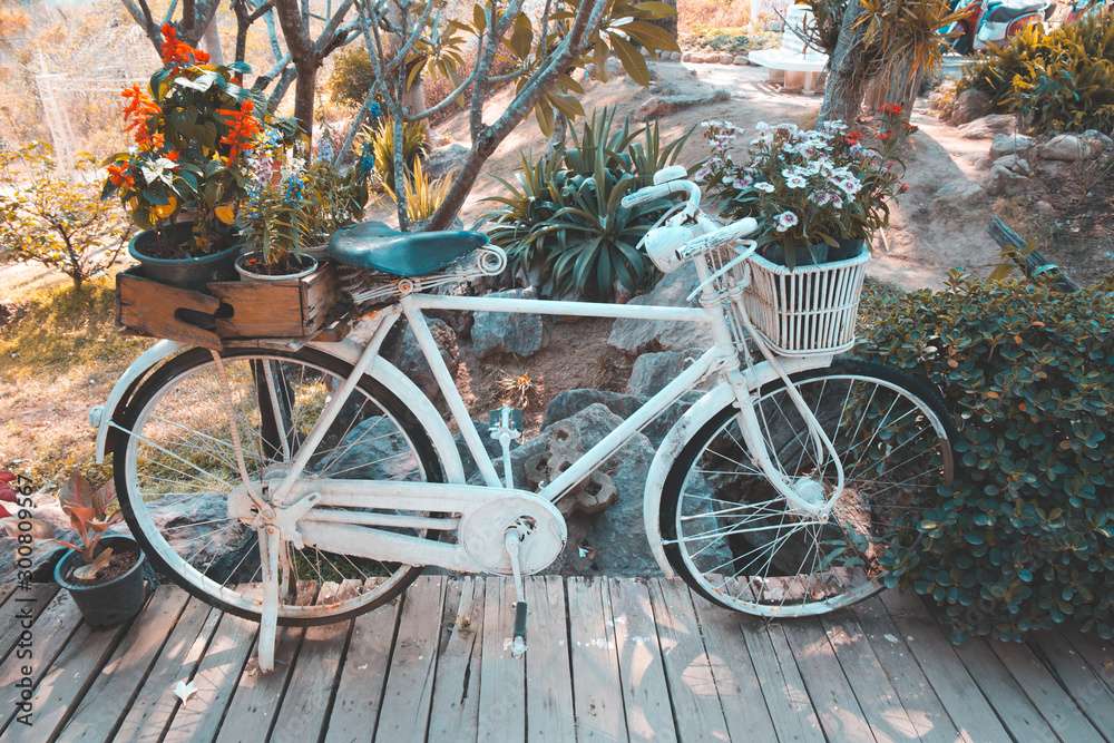 Old vintage bike or bicycle with colorful flower pot.