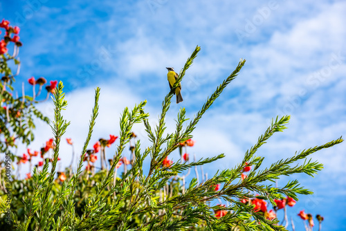 Great Kiskadee perched on a branch photo