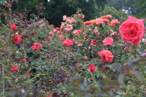 red flowers in the garden