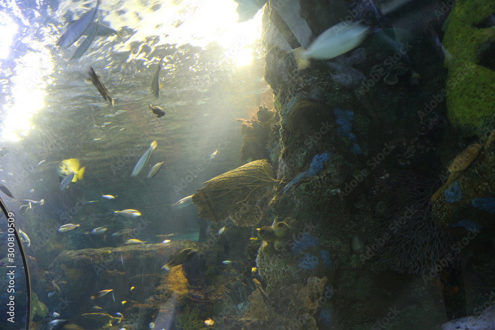 Fototapeta premium Sea Life