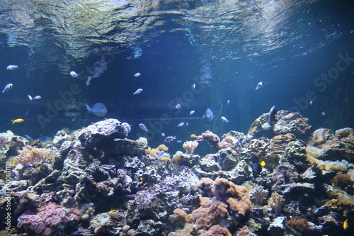 Wallpaper Mural Underwater Torontodigital.ca